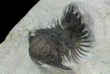 Bumpy Acanthopyge (Lobopyge) Trilobite #100185-1